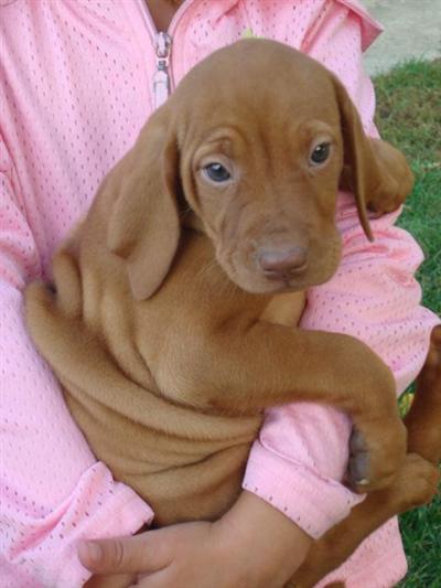 home raised vizsla puppies