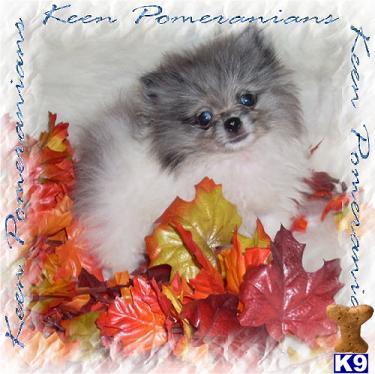 Micro-Merle Tiny Blue Merle Male Pomeranian Puppy ~Pending~