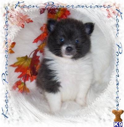 Purebred Blue Parti Male Pomeranian