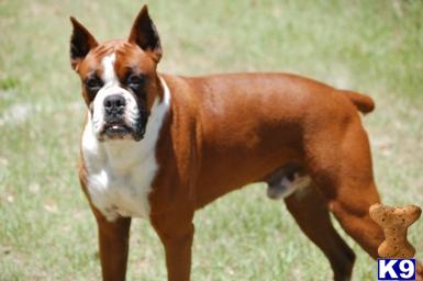 Gorgeous, Proven Flashy Mahogany Male