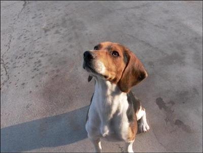 Beagle