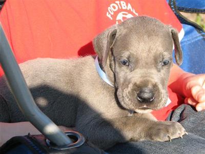 AKC Reg Blue Great Dane Puppies