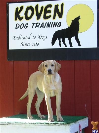 TRAINED FAMILY COMPANION LABRADOR