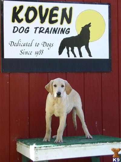 TRAINED FAMILY COMPANION LABRADOR
