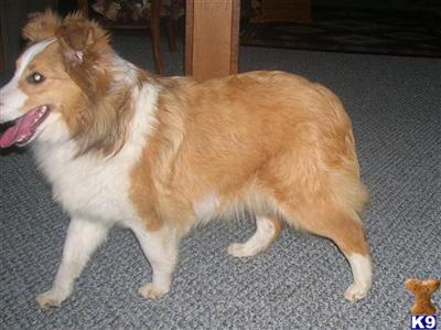 2 Litters to Choose from AKC Reg, OFA Cert, vWD Clear