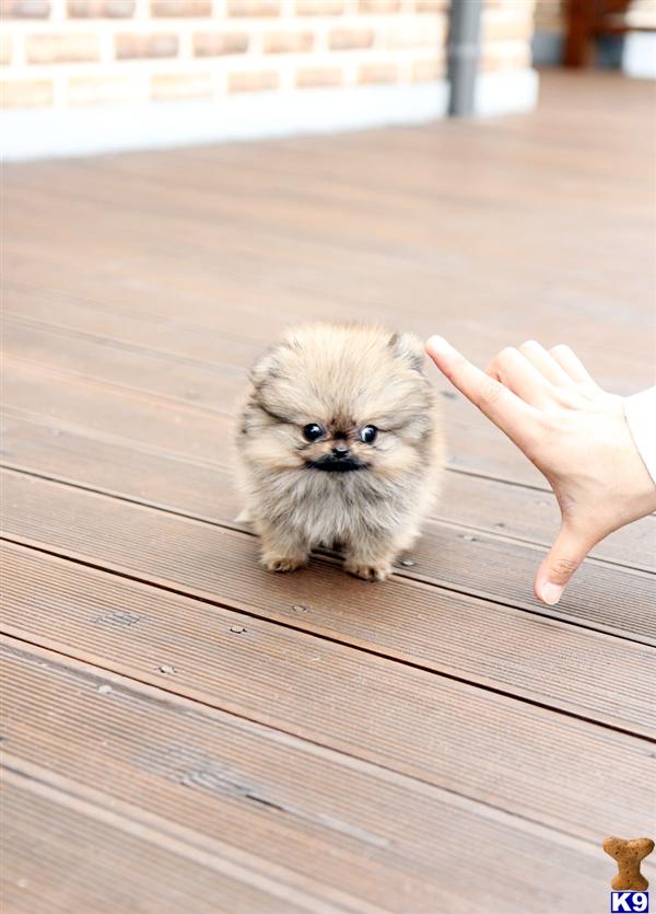 micro pom