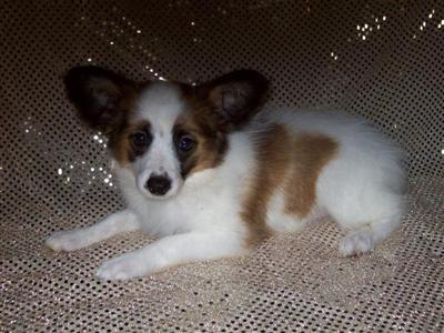 AKC Tri Color Male-DallasTx. Area