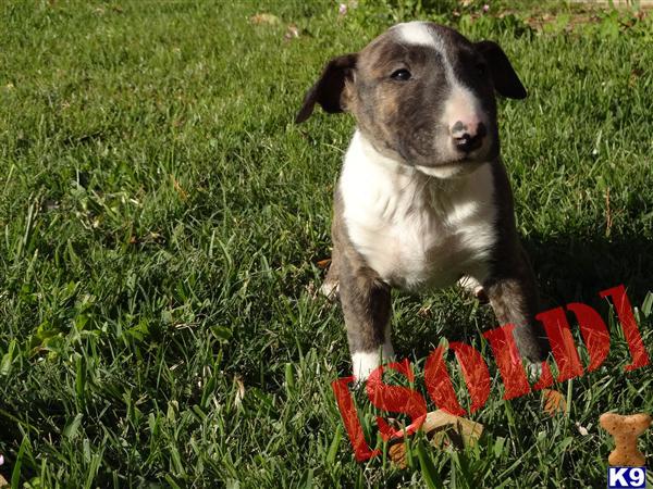  - d_Luisbini_bull-terrier-a2013325215425