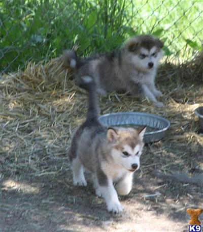 AKC champion sired pups