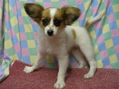 Princely Papillon