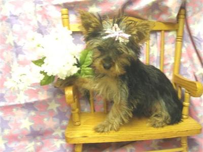 Darling Yorkies