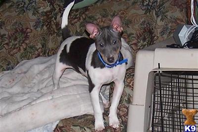 Rat Terrier Puppy