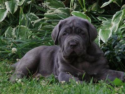 AKC REGISTERED NEAPOLITAN MASTIFFS FOR SALE