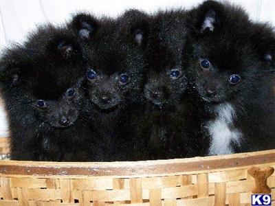 Pomeranian Puppies