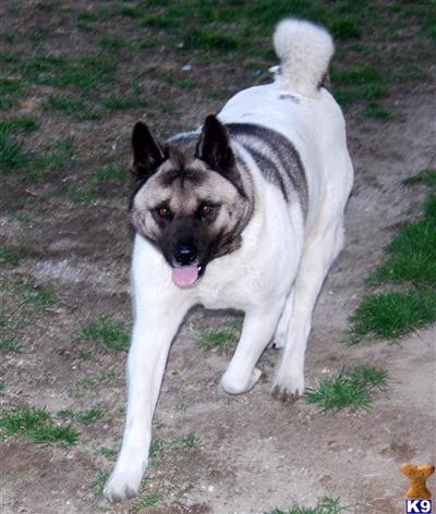 CKC reg Akita puppies due in November