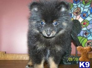 Pomeranian Puppies in Maryland