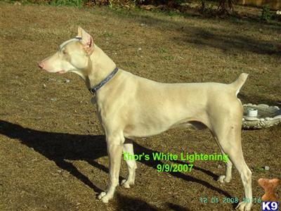 Thors White Lightening