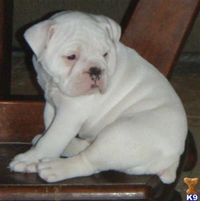 IOEBA GrCh Grandsired Olde English Bulldogge Pups