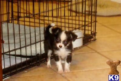 AKC Long Coat Male Chihuahua Toby