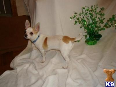 AKC Chihuahua Male puppy Mr. Personality