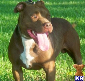 ADBA REG. PIT BULL PUPS FOR SALE