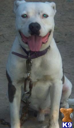 Blue ADBA reg. Pit Bull Pups for sale