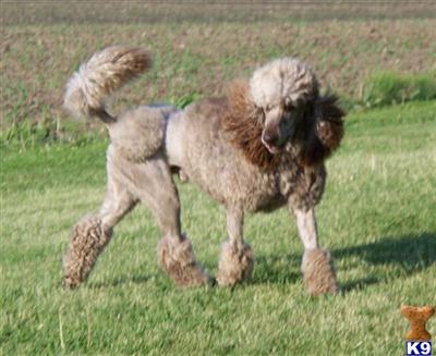 Romeo Standard Poodle