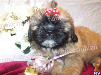 Shih Tzu Pups