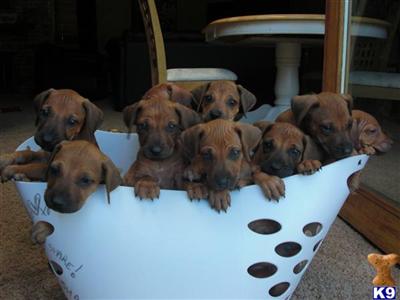 AKC Rhodesian Ridgeback puppies