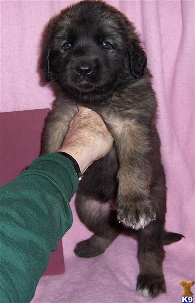 Leonberger Puppies For Sale