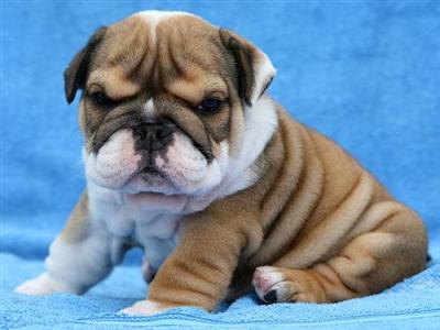 Nightingale Bullies has gorgeous new litter Champion Sired Puppies