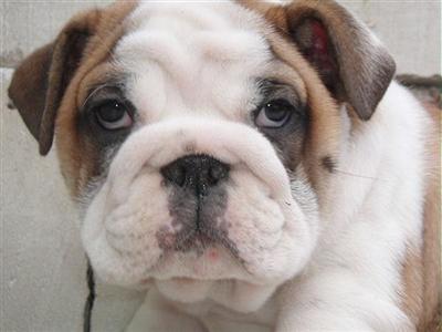 Branson Available Beautiful Mostly White baby bullie boy Nightingale Bullies 