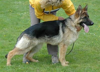 Young German Shepherd with SV Paperwork 
