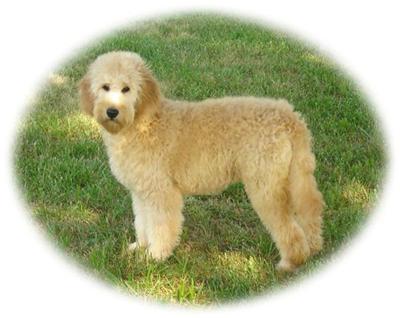 F1b Mini Goldendoodles - Videos Weekly