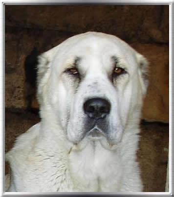 ALABAY aborigen from Russia central Asian sheepdog