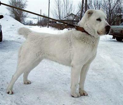 ALABAY aborigen from Russia central Asian sheepdog