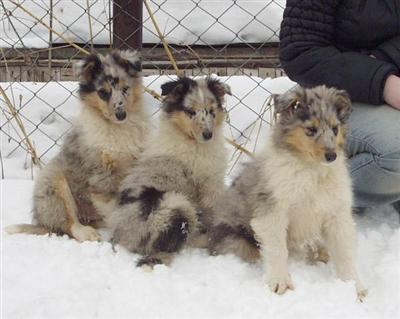 Third fantastic blue-merle with white factor