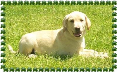 AKC IVORY MALES 