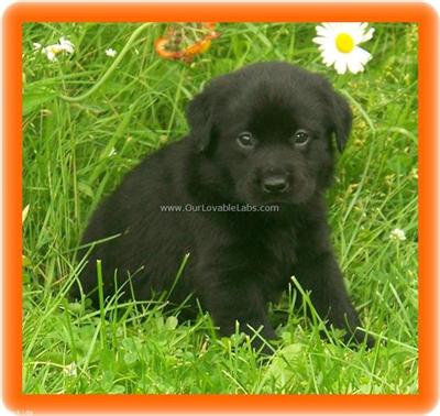 AKC Black Pups
