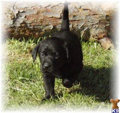 Black/CHOCOLATE, CHAMPION SIRED, AKC Registered Lab Pups Coming Soon