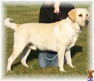 AKC/OFA EXCELLENT 