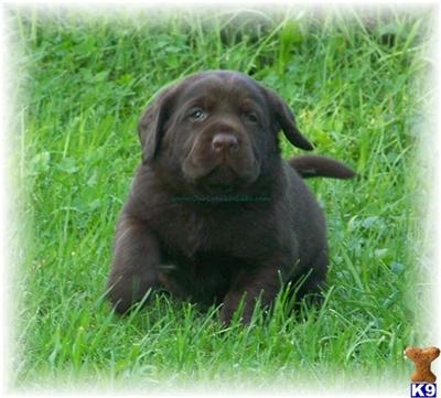 AKC LAB  Chocolate