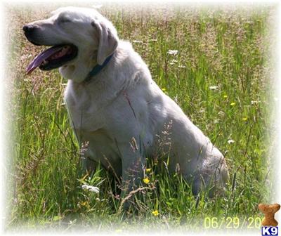 AKC/OFA EXCELLENT 