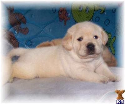 AKC WHITE/IVORY PUPS  