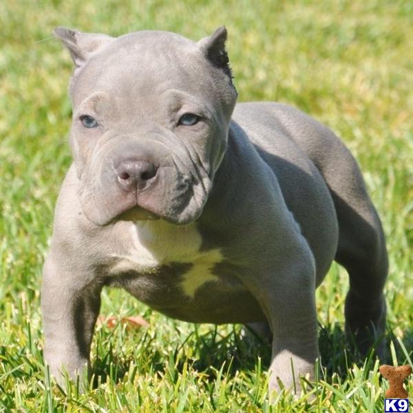 Puppy Barks When Left Alone In Crate, Blue Nose Pitbulls For Sale In 