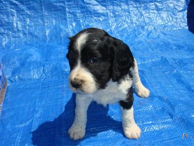 English Springer Spaniel Puppies
