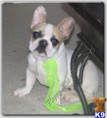 TEDDY - AKC Registered  DNAde