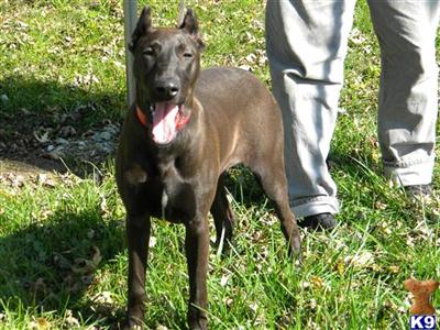 Canis Panther Female 5 mo old