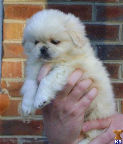 TOY PEKINGESE PUPS