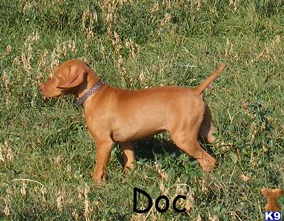  Show Champion/Junior Hunter titled  Dam Vizsla Puppies Available